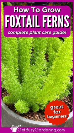 a small potted plant with long light green bushy foliage Foxtail Fern Care, Fern Care Indoor, Asparagus Fern Care, Foxtail Plant, Asparagus Densiflorus, Grow Asparagus, Fern Planters, Fern Care, Indoor Ferns