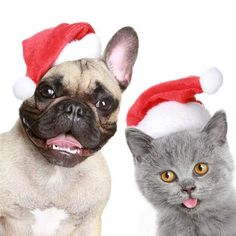 two dogs and a cat wearing christmas hats