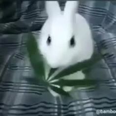 a white rabbit sitting on top of a bed next to a green leafy plant