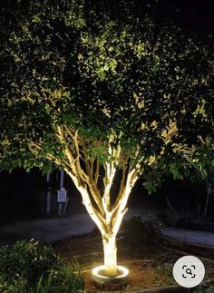 a lighted tree in the middle of a garden