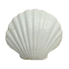 a large white shell on a white background