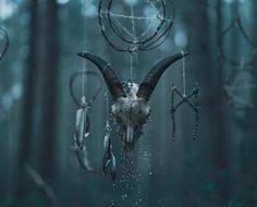 an animal skull with horns and feathers hanging from it's side in the woods