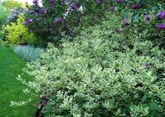 purple flowers line the edge of a garden