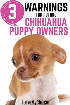 a small dog with the words warnings for future chihuahua owners