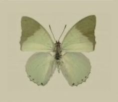 a white butterfly with brown spots on its wings