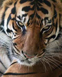 a close up of a tiger looking at the camera