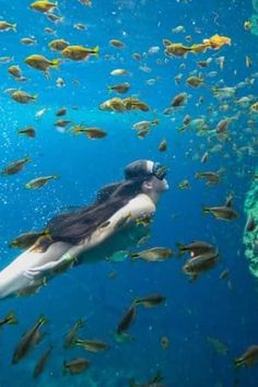 a large group of fish swimming in the ocean