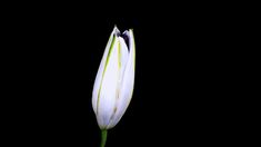 a single white flower with green stems in the dark, photographed against a black background