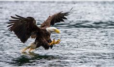 an eagle is landing on the water with its wings spread out and taloning it's prey