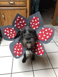 a dog wearing a costume made to look like a flower