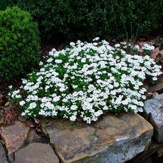 small white flowers are growing out of the rocks in front of some bushes and shrubbery