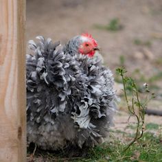 a gray and red chicken standing next to a wooden pole