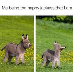 two pictures of a baby donkey standing in the grass