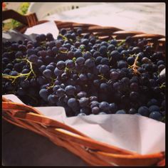 a basket full of grapes sitting on top of a table