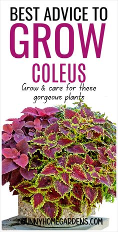 the best advice to grow coleus for your garden is here in this postcard