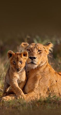 two young lions sitting next to each other in the grass