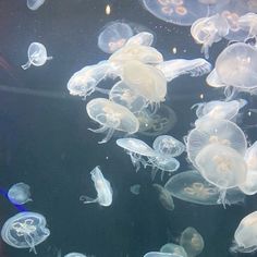 many jellyfish are swimming in an aquarium