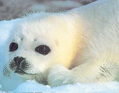 a baby seal laying on top of snow covered ground