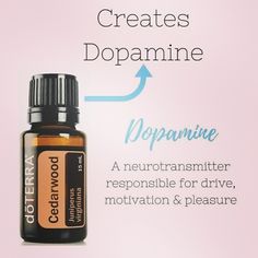 This is SO HELPFUL! I Dopamine is a neurotransmitter that helps control the brain's reward and pleasure centers. Dopamine also helps regulate movement and emotional responses, and it enables us not only to see rewards, but to take action to move toward them. It's also great at night to help you get a restful sleep and improves FOCUS! It put's me out like a light. How do you use Cedarwood? Essential Oils To Increase Dopamine, Doterra Make And Take Ideas, Essential Oil Combinations, Doterra Essential Oils Recipes, Essential Oil Diffuser Blends Recipes, Essential Oil Remedy, Essential Oils Guide, Brain Stem, Essential Oils For Sleep