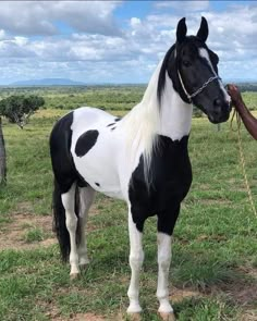 a black and white horse standing on top of a lush green field