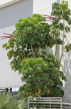 a large tree in front of a building