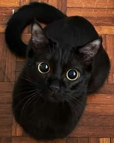 a black cat laying on top of a wooden floor