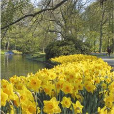 yellow daffodils line the bank of a pond in a park with trees