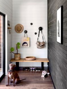 a brown dog sitting on top of a wooden floor next to a wall filled with shoes