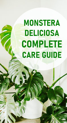 Monstera Deliciosa Care Guide Easy Care Plants, Potting Soil