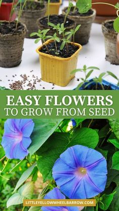 blue flowers are growing in small pots on a table with green leaves and dirt around them