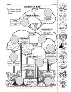 the layers of life worksheet for students to learn about plants and their environment