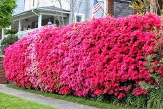 pink flowers are growing on the side of a brick wall in front of a house