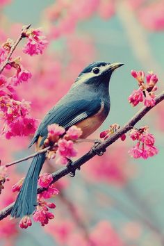 a bird sitting on top of a tree branch with pink flowers in the foreground