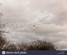 a flock of birds flying in the sky over trees