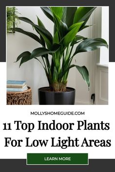 a houseplant with the title 11 top indoor plants for low light areas