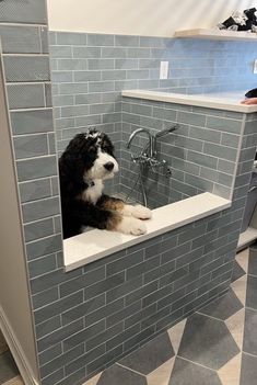 a black and white dog sitting in a bathtub