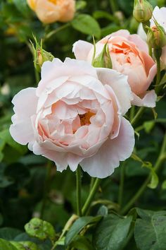 three pink roses with green leaves in the background