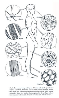 the diagram shows different types of food and how they are used to make their own items