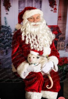 a man dressed as santa holding a white kitten