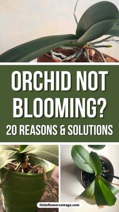 the words orchid not blooming? 20 reason and solutions on top of photos