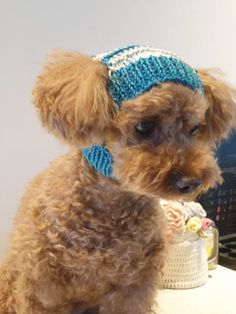 a brown dog wearing a blue knitted hat sitting on top of a table next to a laptop computer