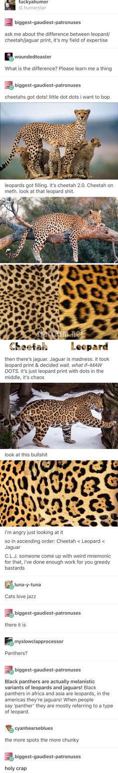 the different types of leopards are shown in this page, and there is also an image