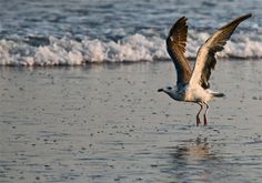 a seagull is flying over the water at the beach