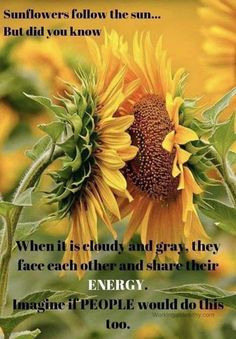 the sunflowers follow the sun, but did you know? when it is cloudy and gray they face each other and share their energy imagine people would do this too