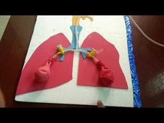 a paper cut out of the lungs on a table