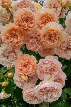 pink flowers are blooming in the garden