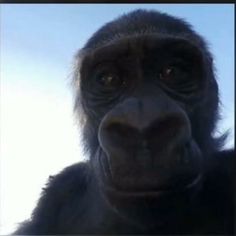 a close up of a gorilla's face with the sky in the background