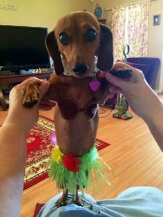 a person holding a dog in their lap while wearing a hula skirt and looking at the camera