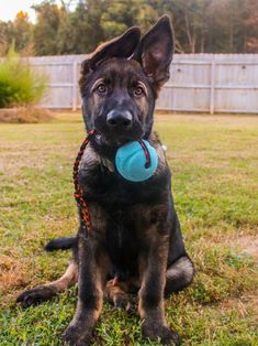 a black and brown dog with a blue ball in its mouth sitting on the grass