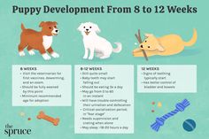 the puppy development from 8 to 12 weeks is shown in this info sheet with instructions